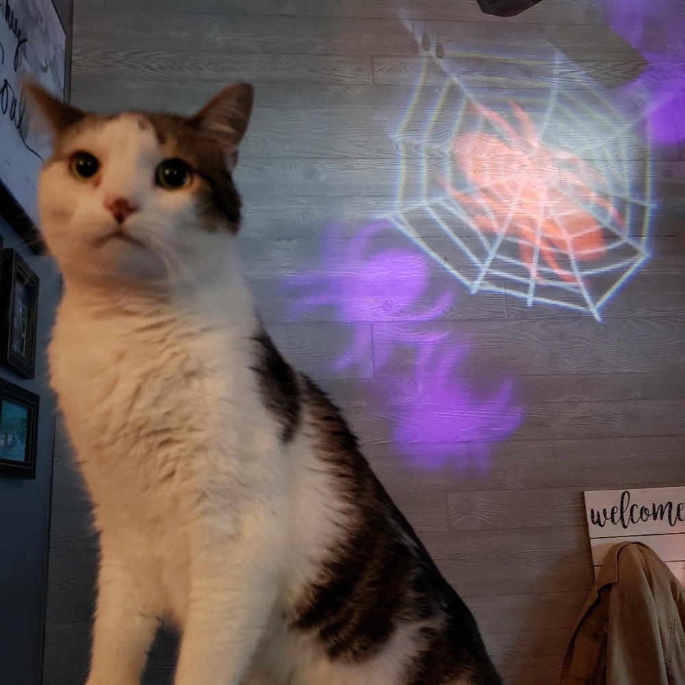 Meet your Posher, Samantha